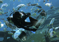Rayakan Natal di S.E.A. Aquarium Bareng Salah Satu Pari Terlangka