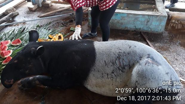   Heboh Video Tapir Masuk ke Permukiman dan Diikat Warga