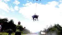 Sapi tersebut dievakuasi menggunakan helikopter oleh petugas.