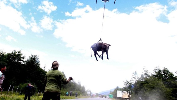 Saat Sapi yang Penuh Lumpur Diangkut dan Digantung Pakai Helikopter