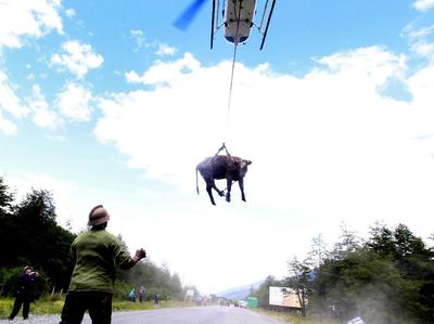 Saat Sapi yang Penuh Lumpur Diangkut dan Digantung Pakai Helikopter