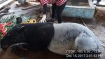Kasihan, Ini Kondisi Tapir yang Masuk ke Permukiman dan Diikat Warga