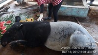 Kini tapir tersebut dibawa ke pusat kesehatan hewan kabupaten Labuhan Batu Selatan, Sumatera Utara.
