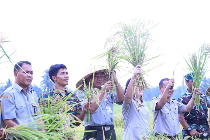 80 Ha Lahan Padi di Pandeglang Siap Dipanen