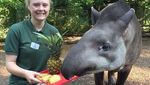 Foto: Sempat Bikin Takut Warga, Ini Aneka Macam Tapir
