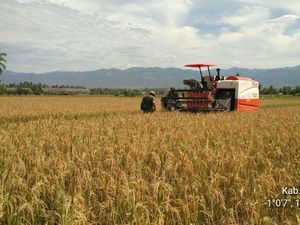 Ada Benih Padi Tahan Hama, Kunci Sukses Panen Raya 2017