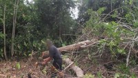 Begitu pohon itu roboh, sang pemburu langsung mengambil dan menyeret sloth dari rerimbunan pohon. Sloth tersebut terlihat pasrah dan tidak bisa melawan (dok World Animal Protection)