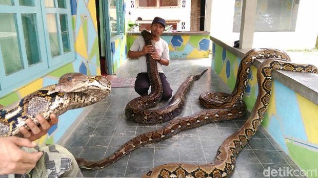 Berbagai ukuran ular Sanca yang dipelihara