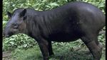 Foto: Sempat Bikin Takut Warga, Ini Aneka Macam Tapir