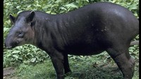 Tapirus terrestris yang ditemukan di Amerika Latin (Foto: Dok. University of California Berkeley)