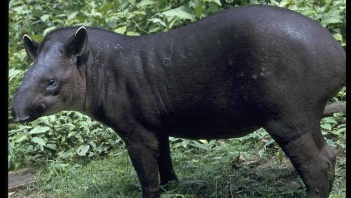 31++ Gambar hewan tapir dan penjelasannya terbaru