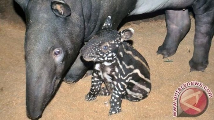 33++ Gambar hewan tapir dan penjelasannya info