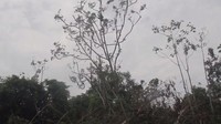 Tanpa ampun, mereka menebang pohon setinggi 30 meter tersebut. Tampak dari kejauhan, sloth berada di pucuk pohon dan memegangi erat tempat tinggalnya (dok World Animal Protection)