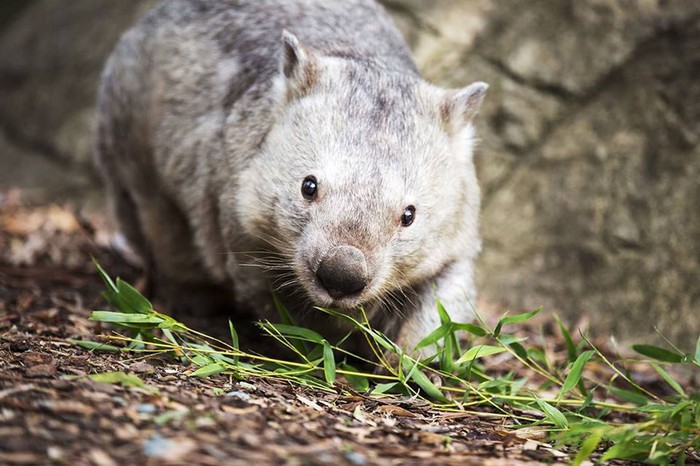 Winnie, wombat tertua di Australia