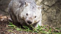 Winnie menjadi wombat yatim piatu ketika masih bayi (joey) dan dibesarkan langsung di Birdland Animal Park di Batemans Bay sebelum akhirnya dipindahkan ke Kebun Binatang Nasional Canberra pada tahun 1992.