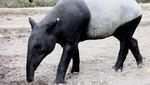 Foto: Sempat Bikin Takut Warga, Ini Aneka Macam Tapir