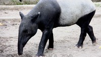 Tapir Asia atau Tapirus Indicus, habitat dan persebaran tapir ini di seluruh hutan hujan dataran rendah di Asia Tenggara termasuk Indonesia (Foto: Dok. Gembira Loka Zoo)