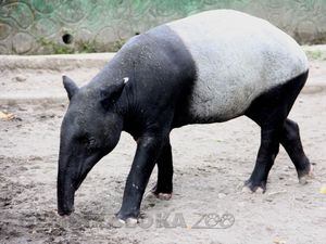 Tapir Masuk Lubang untuk WC, Warga Ramai-ramai Menolongnya