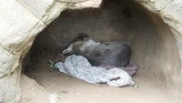 Winnie juga dikenal suka meringkuk di dalam selimut di tengah hari.