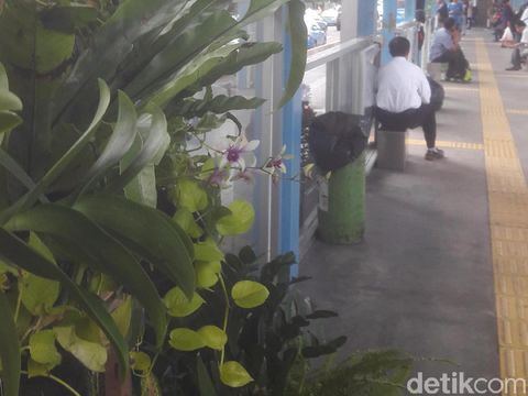 Dihiasi Tanaman, Halte TransJakarta Tosari Tampak Asri