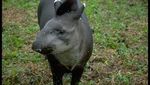 Foto: Sempat Bikin Takut Warga, Ini Aneka Macam Tapir