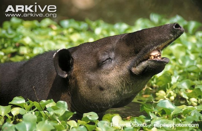 Tapirus bairdii / amerika latin