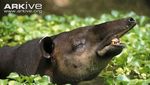 Foto: Sempat Bikin Takut Warga, Ini Aneka Macam Tapir