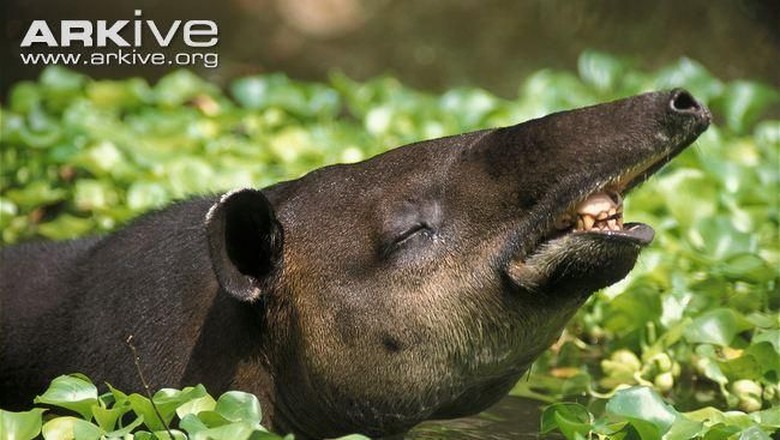 Tapirus bairdii / amerika latin Tapirus bairdii / amerika latin