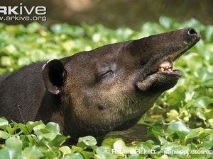 Sudah Pernah Liat Bayi Tapir Mandi? Gemas Banget!