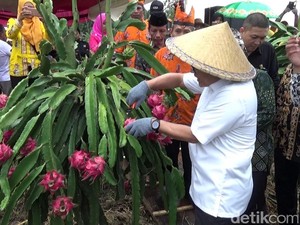 Punya Prospek Cerah, Banyuwangi Kembangkan Buah Naga Organik