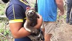 Potret Kejam Perburuan Sloth di Peru