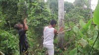 Video dari World Animal Protection menunjukkan aksi para pemburu sloth di pinggiran Kota Iquitos, Peru. Bermodalkan kapak dan parang, mereka menebang pohon yang jadi rumah sloth (dok World Animal Protection)