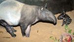 Foto: Sempat Bikin Takut Warga, Ini Aneka Macam Tapir