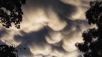 Awan Mammatus mendapatkan bentuknya saat udara dingin tenggelam di bawah awan. (Foto: Australia Plus ABC)