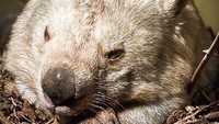 Wombat adalah spesies nokturnal tapi Winnie suka keluar dan mengeksplorasi
