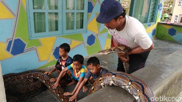 Ular sanca dipelihara di Kebumen