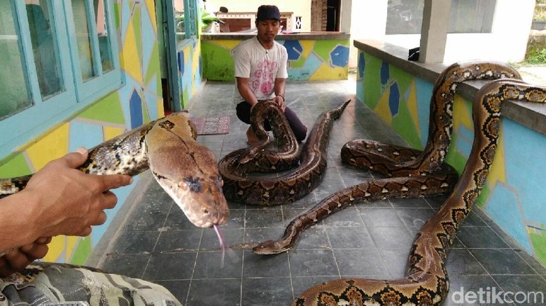 Keluarga di Kebumen Ini Hidup Bersama Ular 'Syahrini dan 