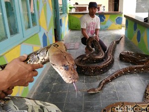Keluarga di Kebumen Ini Hidup Bersama Ular Syahrini dan Rambo