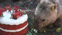 Winnie kemudian mendapatkan kue ulang tahun untuk usianya yang ke-31.