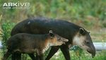 Foto: Sempat Bikin Takut Warga, Ini Aneka Macam Tapir