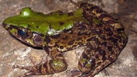 Katak jenis Odorrana mutschmanni yang ditemukan di Vietnam bagian timur laut (Foto: Dok. Truong Nguyen via ABC News)