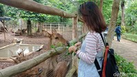 Foto: Daun-daun hijau sudah disiapkan di depan kandang. Rusa akan datang untuk makan. Momen ini tentu saja tak boleh dilewatkan. Tim detikTravel pun mengabadikannya dengan Oppo F5 (Bonauli/detikTravel)