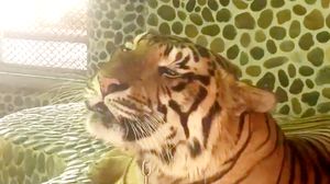 Foto: Kasihan! Wajah Harimau Ditusuk-tusuk Agar Mengaum Saat Foto