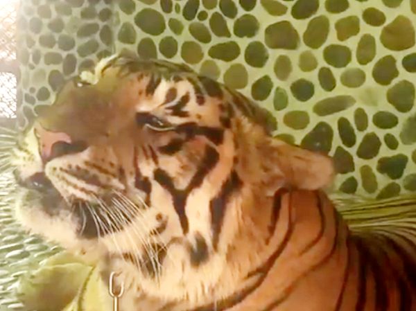 Foto: Kasihan! Wajah Harimau Ditusuk-tusuk Agar Mengaum Saat Foto
