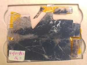 Fosil Tertua Penguak Misteri Kehidupan Bumi Ditemukan