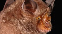 Rhinolophus monticolus atau kelelawar gunung berbentuk sepatu kuda (Foto: Dok. Pipat Soisook via ABC News)