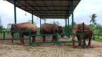 Foto: Tak perlu jauh-jauh ke Way Kambas, karena di sini kamu bisa melihat gajah Sumatera yang jadi ikon Lampung (Bonauli/detikTravel)