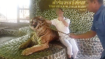 Foto: Kasihan! Wajah Harimau Ditusuk-tusuk Agar Mengaum Saat Foto