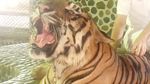 Foto: Kasihan! Wajah Harimau Ditusuk-tusuk Agar Mengaum Saat Foto
