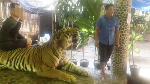 Foto: Kasihan! Wajah Harimau Ditusuk-tusuk Agar Mengaum Saat Foto